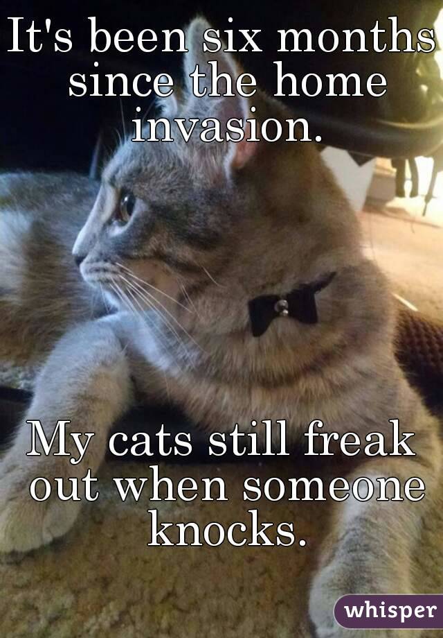 It's been six months since the home invasion.






My cats still freak out when someone knocks.