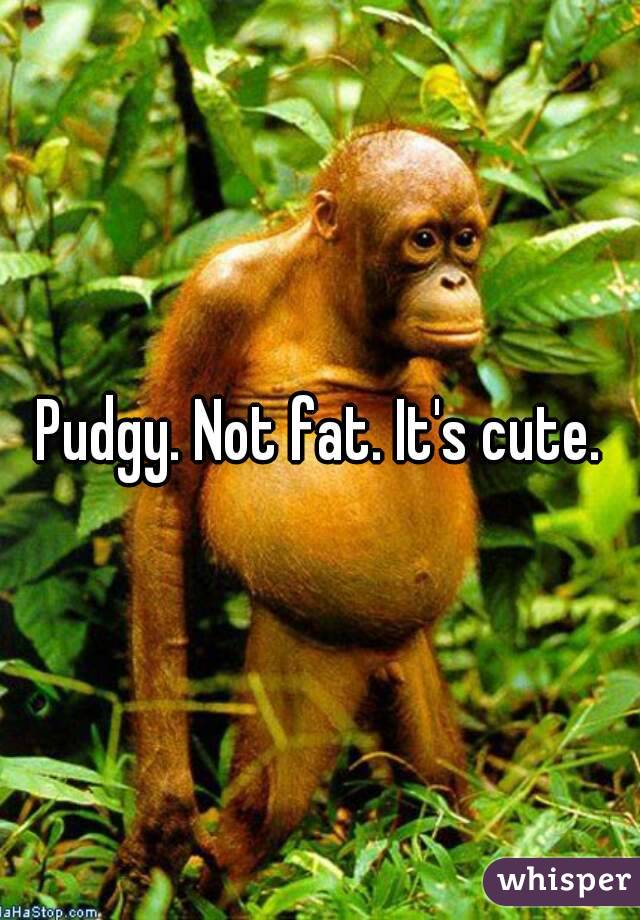 Pudgy. Not fat. It's cute.