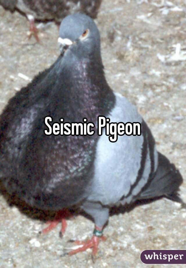 Seismic Pigeon