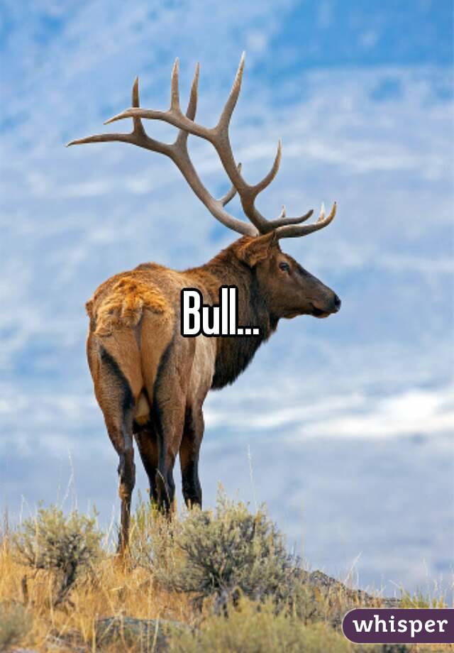 Bull... 