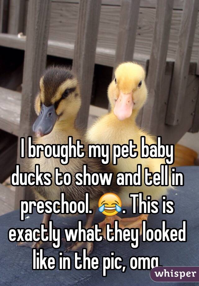 I brought my pet baby ducks to show and tell in preschool. 😂. This is exactly what they looked like in the pic, omg.