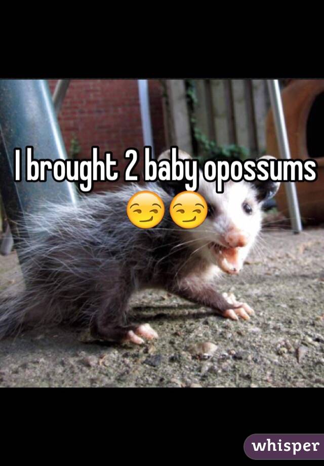 I brought 2 baby opossums 😏😏