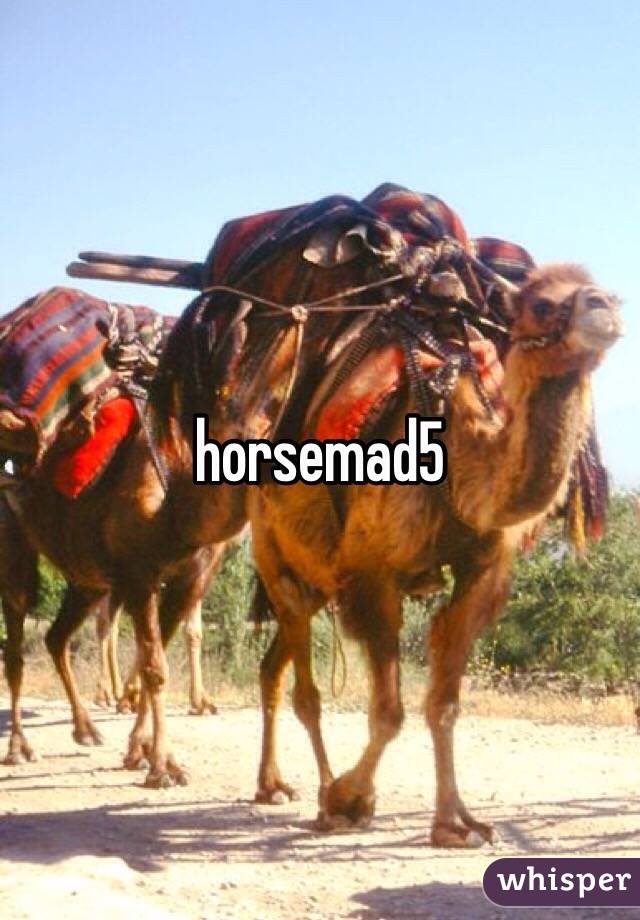 horsemad5