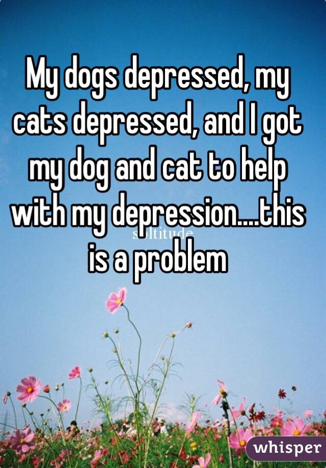 My dogs depressed, my cats depressed, and I got my dog and cat to help with my depression....this is a problem 