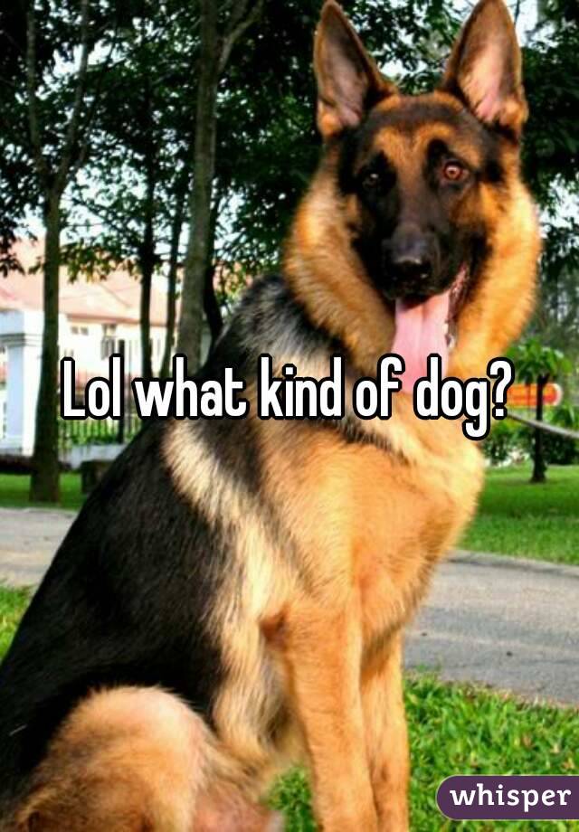 Lol what kind of dog?