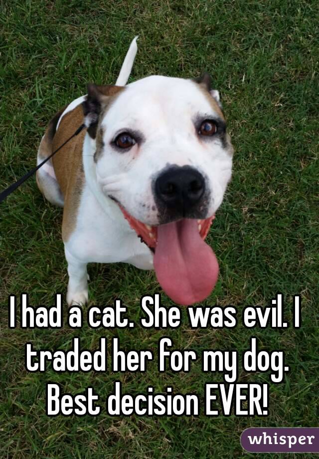 I had a cat. She was evil. I traded her for my dog. Best decision EVER!