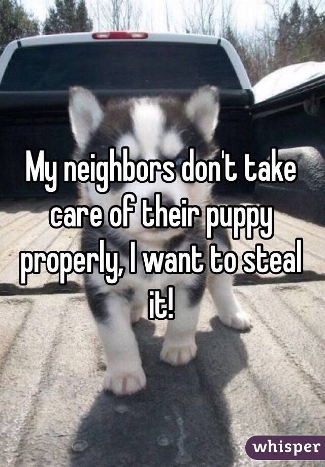 My neighbors don't take care of their puppy properly, I want to steal it! 