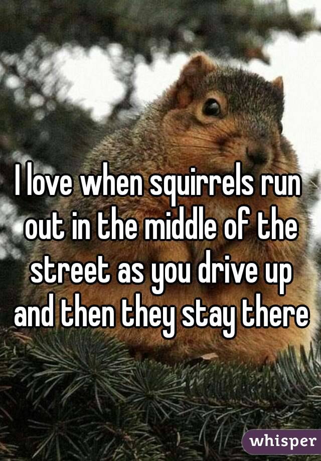 I love when squirrels run out in the middle of the street as you drive up and then they stay there