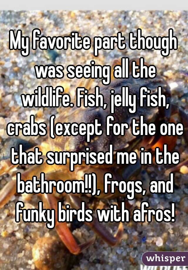 My favorite part though was seeing all the wildlife. Fish, jelly fish, crabs (except for the one that surprised me in the bathroom!!), frogs, and funky birds with afros!