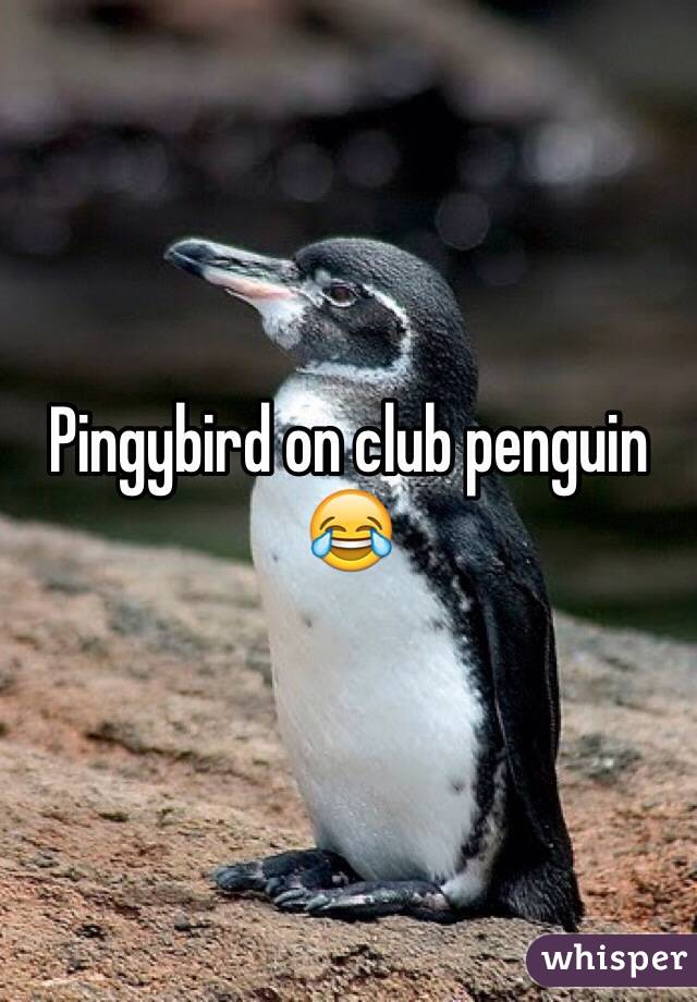 Pingybird on club penguin 😂