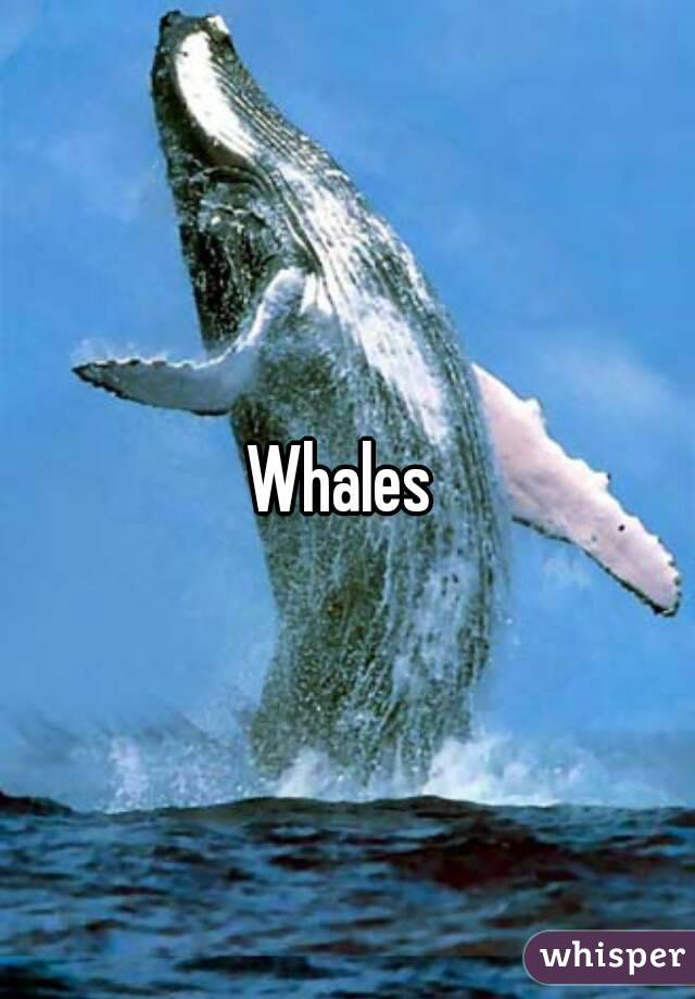 Whales 