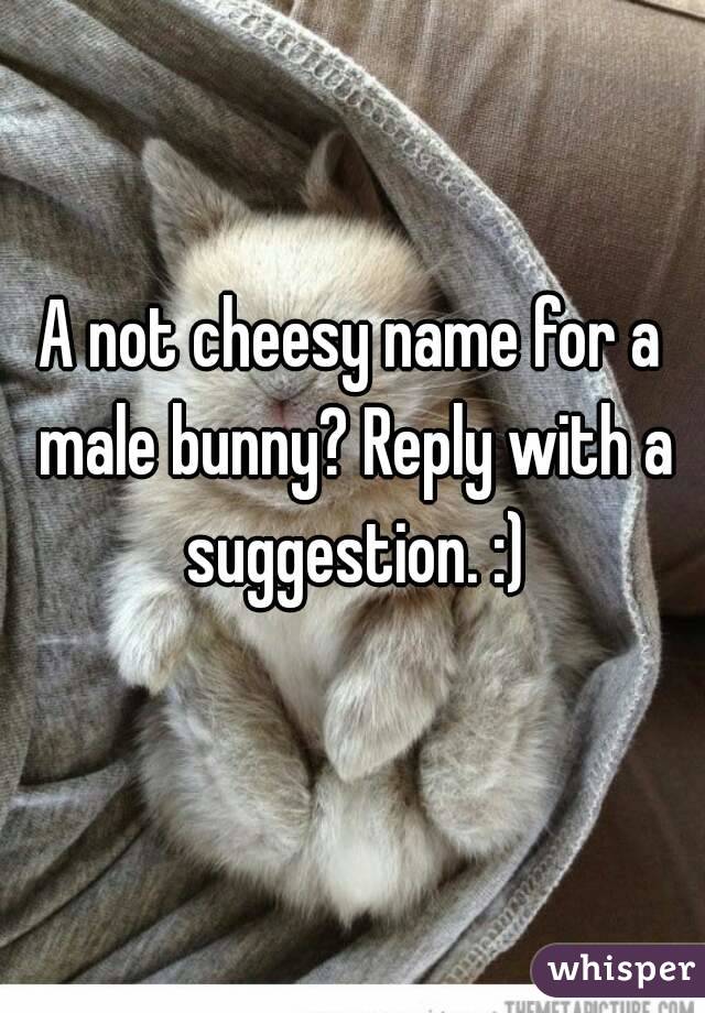 A not cheesy name for a male bunny? Reply with a suggestion. :)