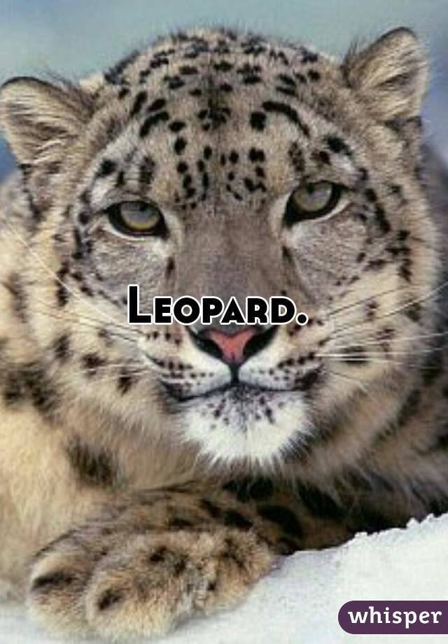 Leopard. 