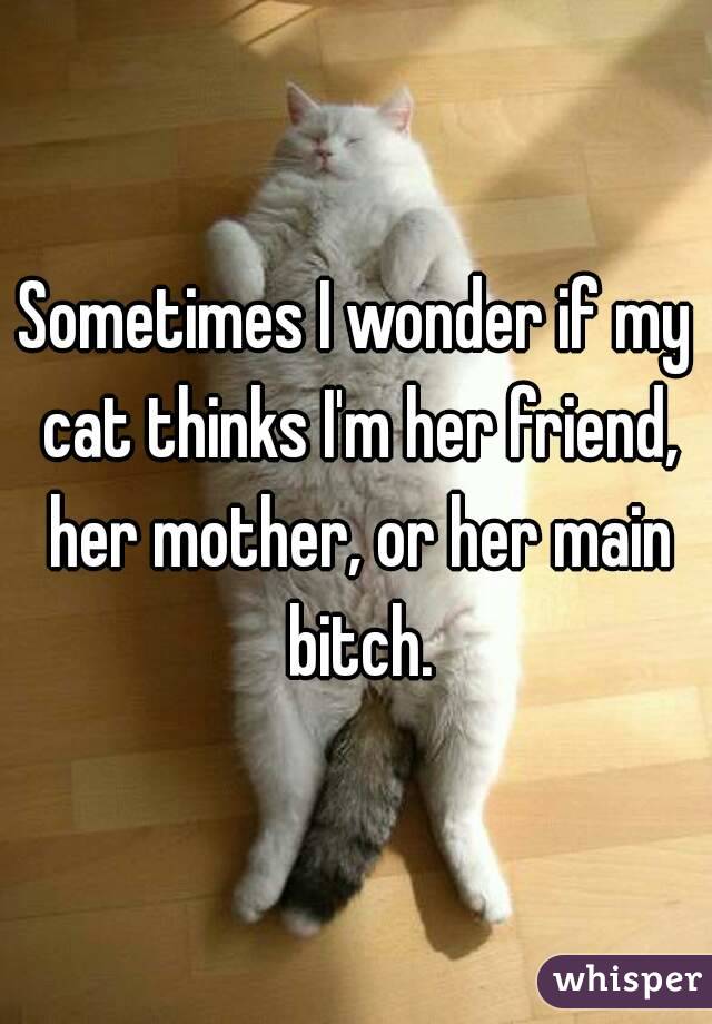 Sometimes I wonder if my cat thinks I'm her friend, her mother, or her main bitch.