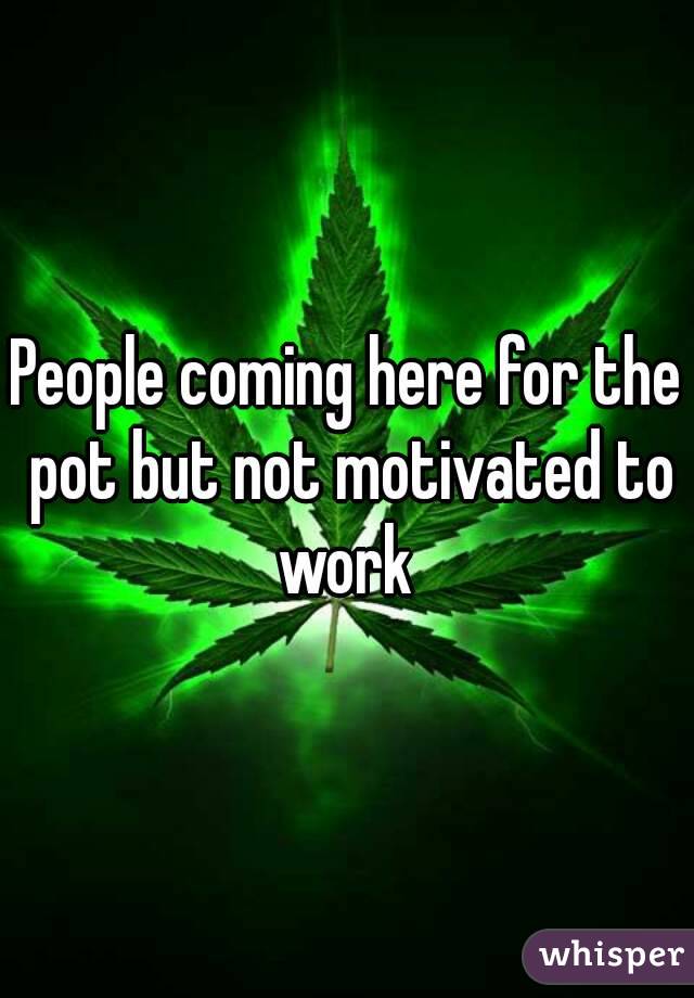 People coming here for the pot but not motivated to work 