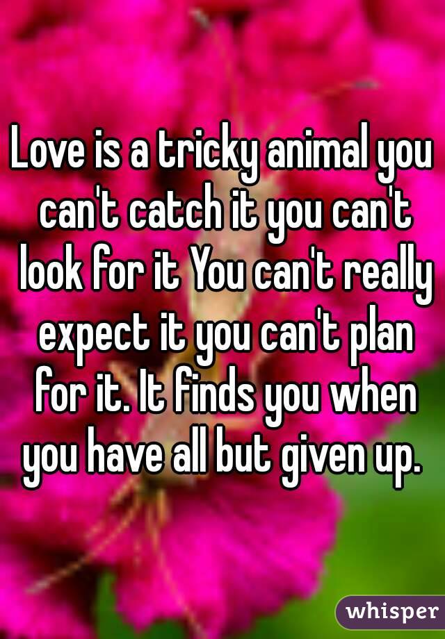 Love is a tricky animal you can't catch it you can't look for it You can't really expect it you can't plan for it. It finds you when you have all but given up. 