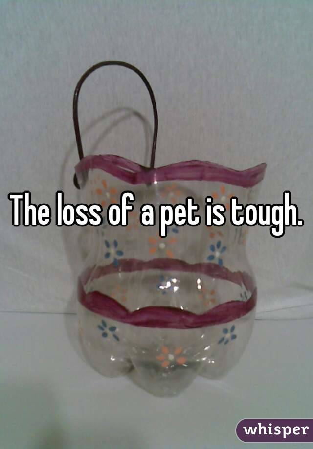 The loss of a pet is tough.