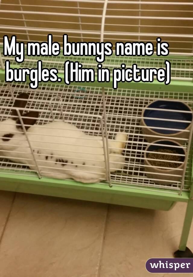 My male bunnys name is burgles. (Him in picture)