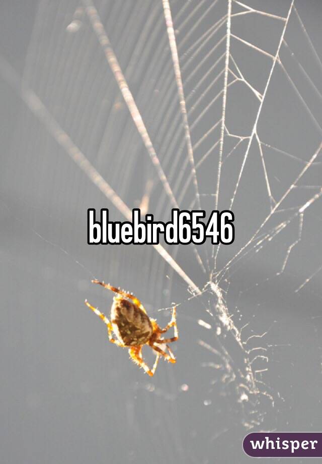 bluebird6546