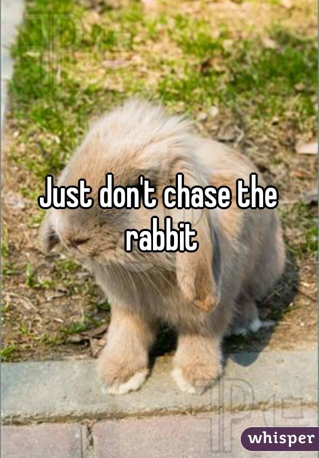Just don't chase the rabbit
