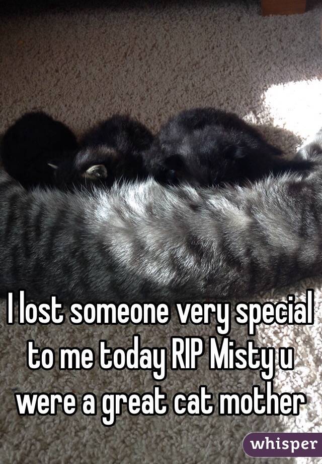 I lost someone very special to me today RIP Misty u were a great cat mother 