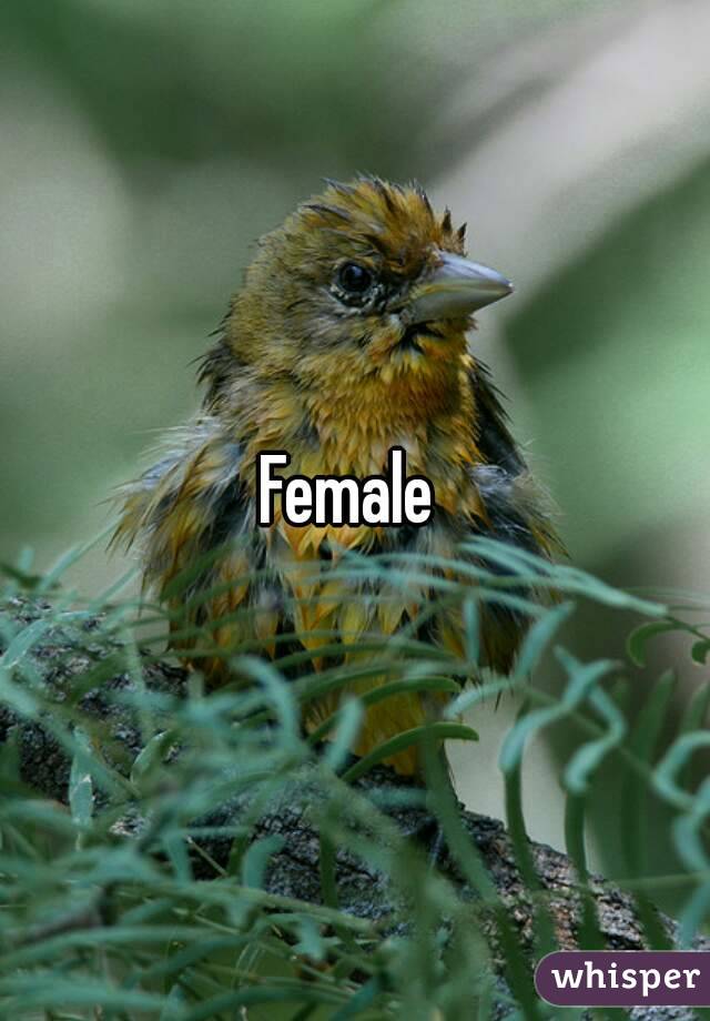 Female 