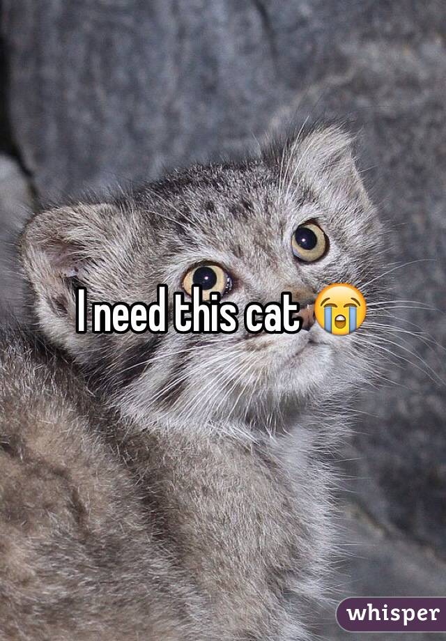 I need this cat 😭