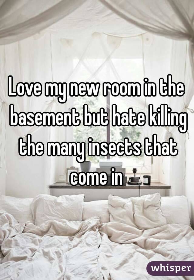 Love my new room in the basement but hate killing the many insects that come in 