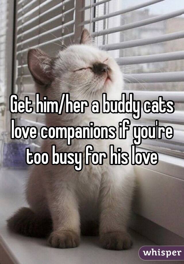 Get him/her a buddy cats love companions if you're too busy for his love 