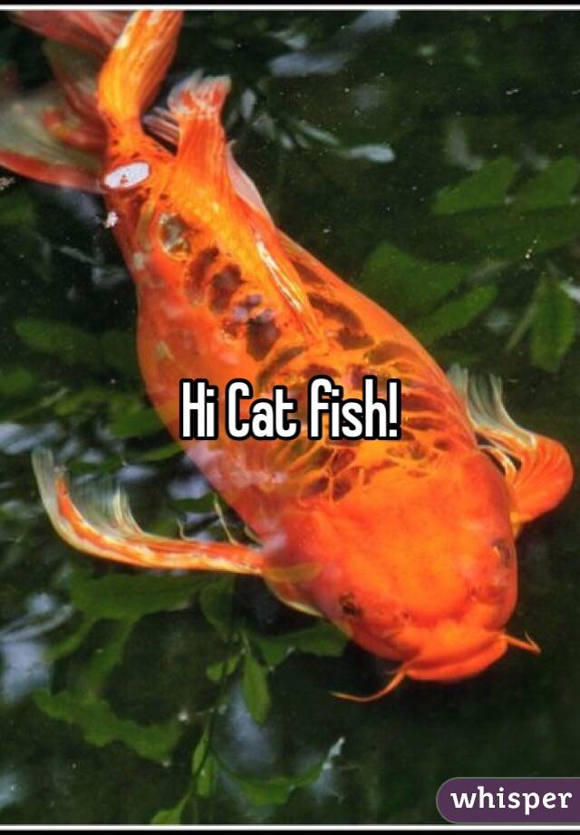 Hi Cat fish!