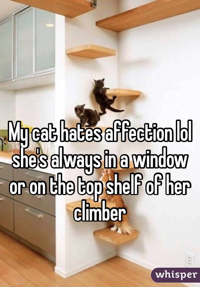 My cat hates affection lol she's always in a window or on the top shelf of her climber 