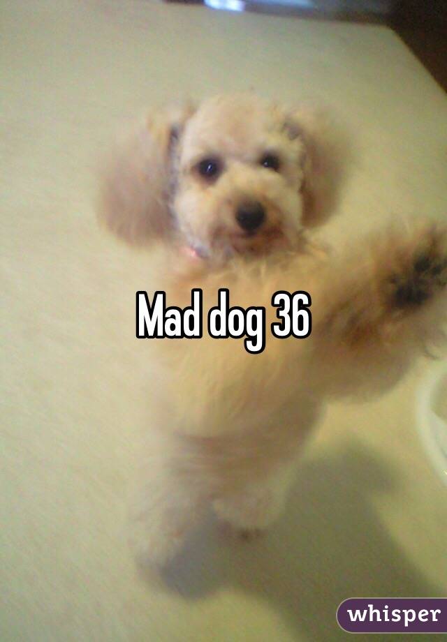 Mad dog 36