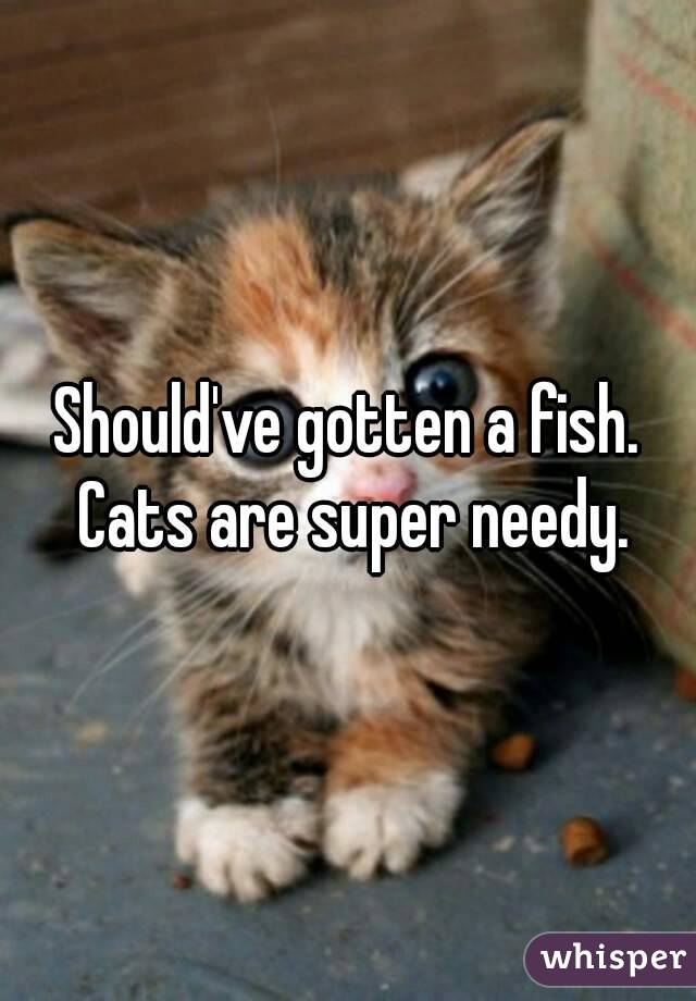 Should've gotten a fish. Cats are super needy.