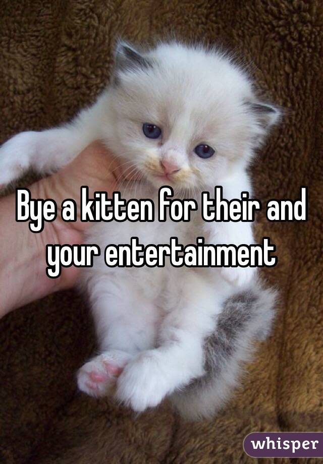 Bye a kitten for their and your entertainment 