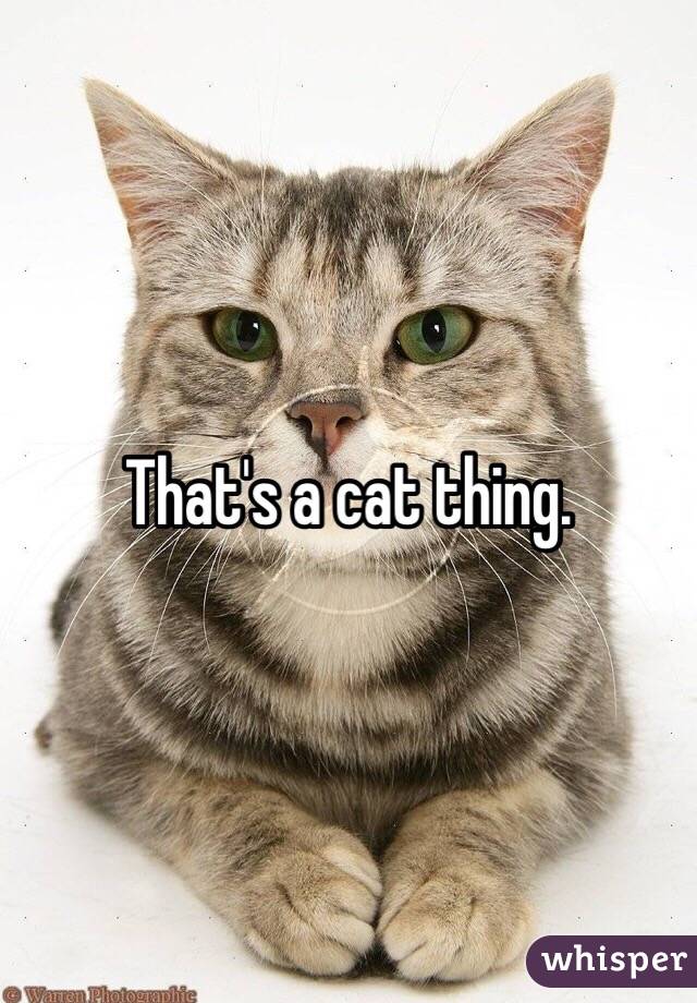 That's a cat thing.