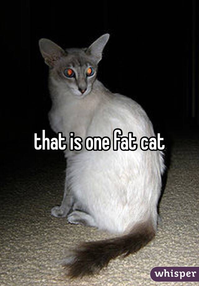 that is one fat cat 