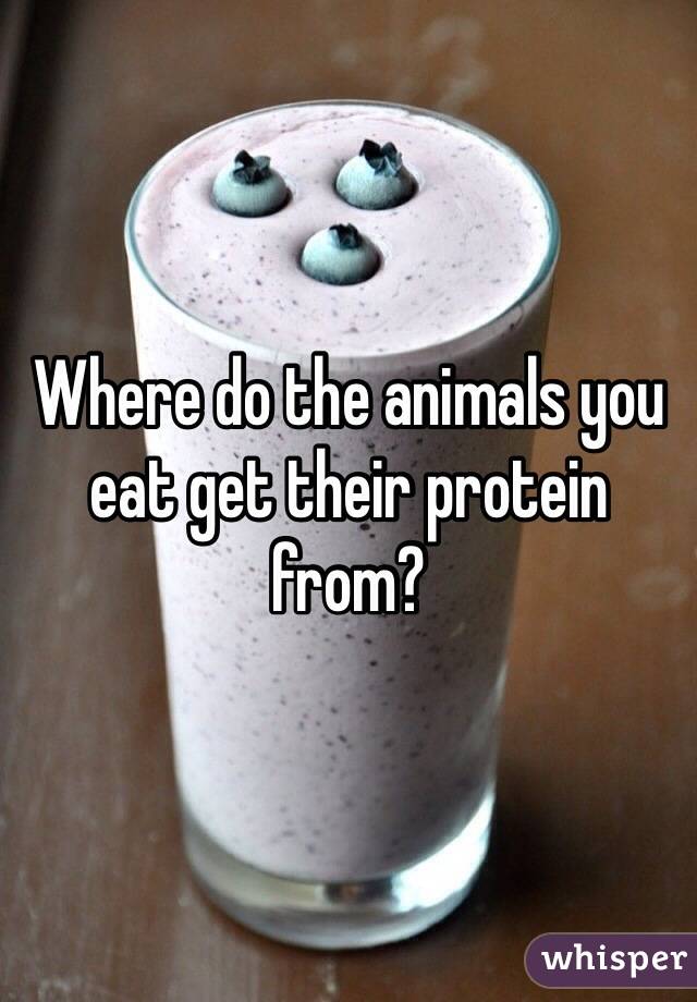 Where do the animals you eat get their protein from?