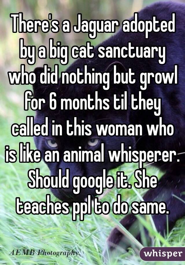 There's a Jaguar adopted by a big cat sanctuary who did nothing but growl for 6 months til they called in this woman who is like an animal whisperer. Should google it. She teaches ppl to do same. 