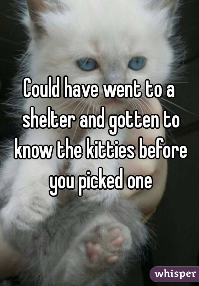Could have went to a shelter and gotten to know the kitties before you picked one