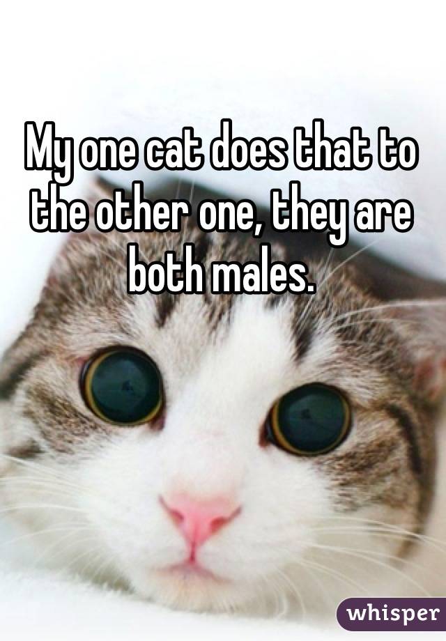 My one cat does that to the other one, they are both males.