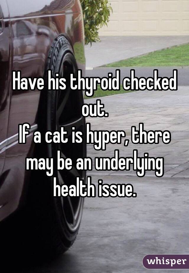 Have his thyroid checked out. 
If a cat is hyper, there may be an underlying health issue. 
