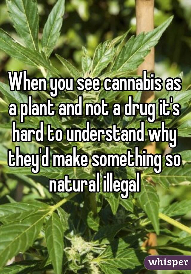 When you see cannabis as a plant and not a drug it's hard to understand why they'd make something so natural illegal 
