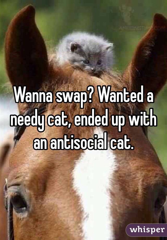 Wanna swap? Wanted a needy cat, ended up with an antisocial cat. 