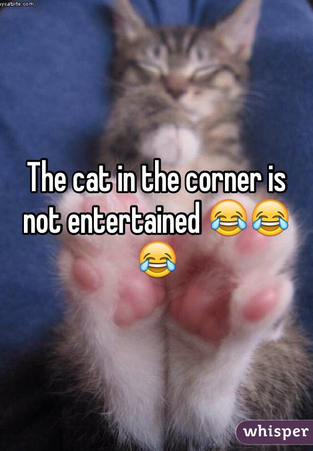 The cat in the corner is not entertained 😂😂😂