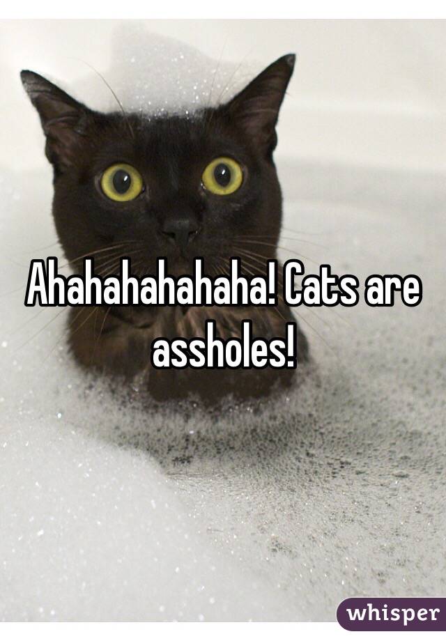 Ahahahahahaha! Cats are assholes!