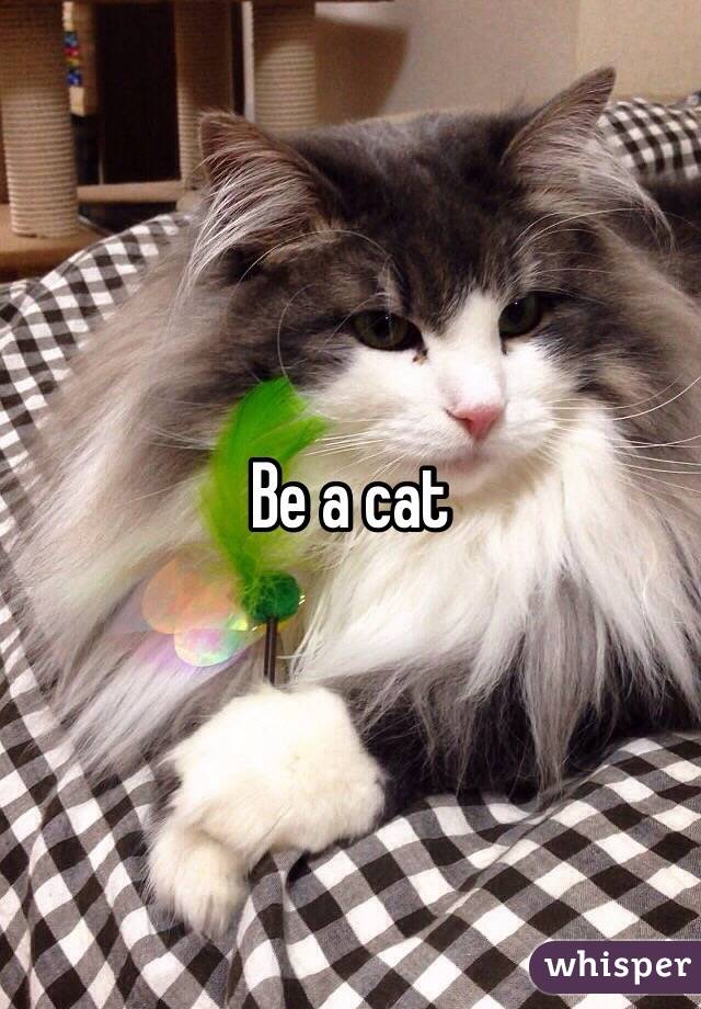 Be a cat 