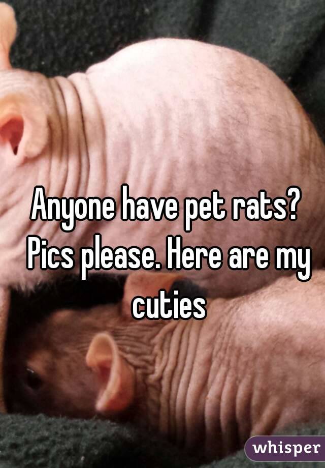 Anyone have pet rats? Pics please. Here are my cuties