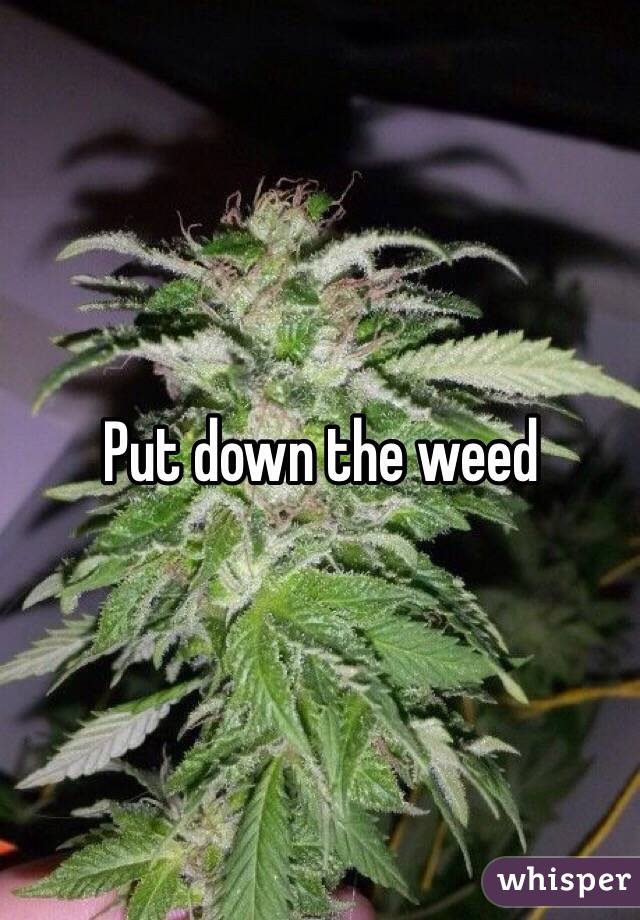 Put down the weed