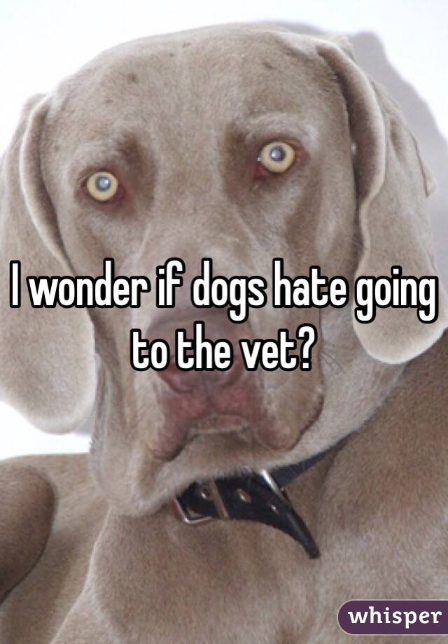 I wonder if dogs hate going to the vet? 