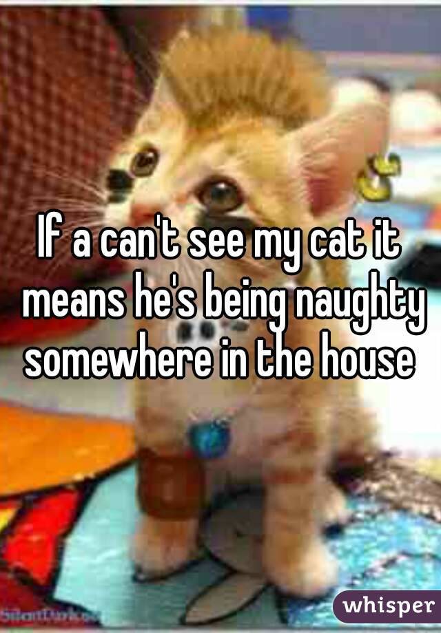 If a can't see my cat it means he's being naughty somewhere in the house 